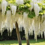 Vistéria čínska (Wisteria sinensis) ´LONGISSIMA ALBA´ - výška 180-210 cm, kont. C3L